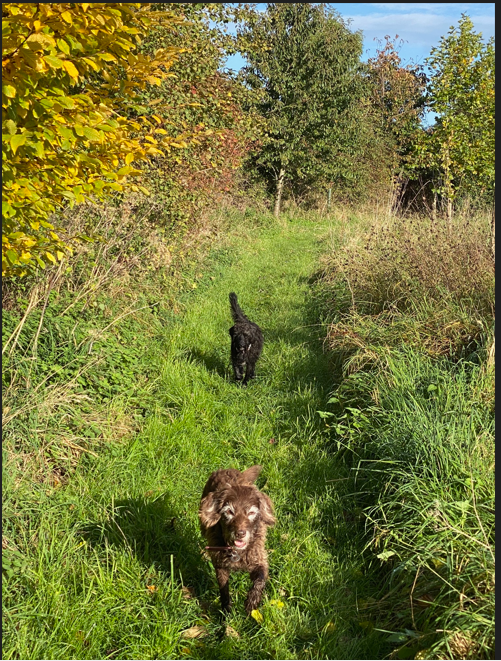 dogs